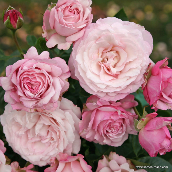 ROSENFASZINATION® ROSENFASZINATION®